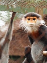 EPRC Langur